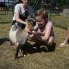 stawnica025