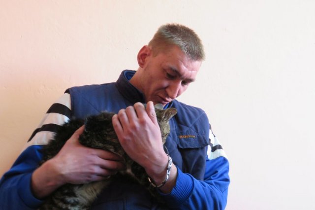 Felinoterapia