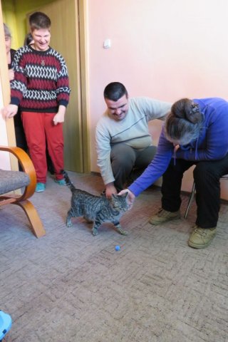 Felinoterapia