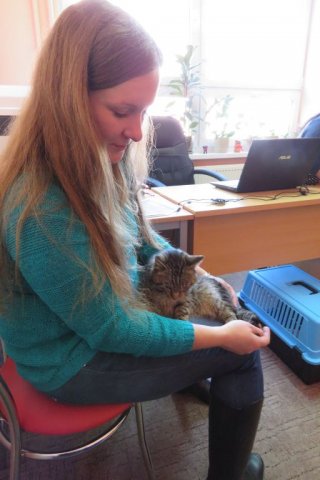 Felinoterapia