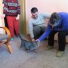 Felinoterapia