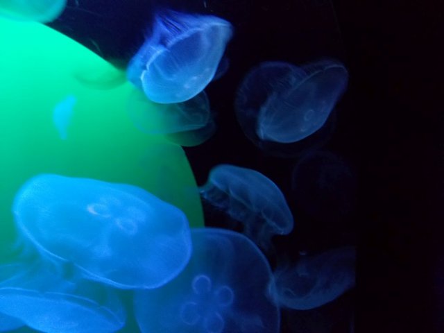 Wycieczka do Oceanarium