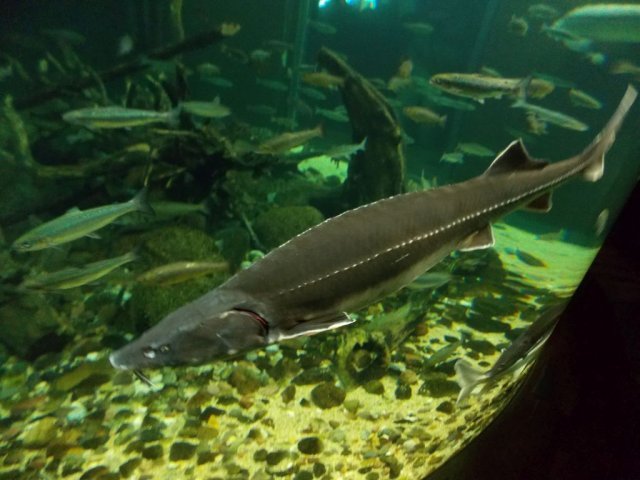 Wycieczka do Oceanarium