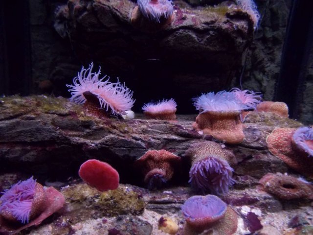 Wycieczka do Oceanarium