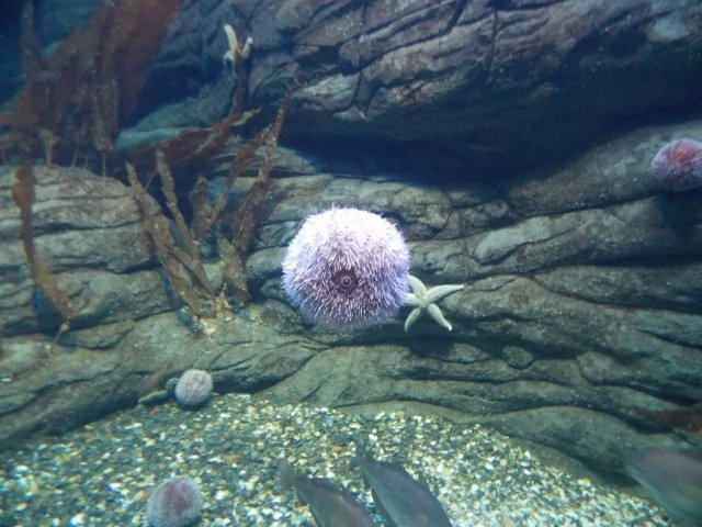 Wycieczka do Oceanarium