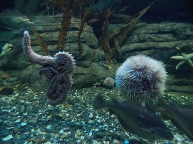 Wycieczka do Oceanarium