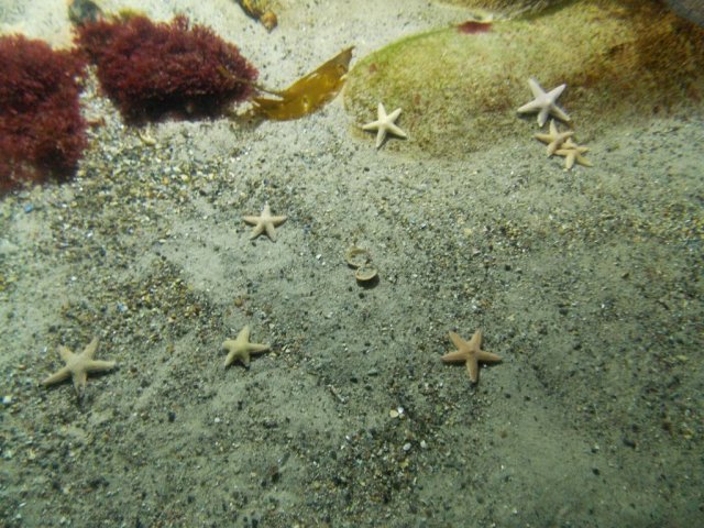 Wycieczka do Oceanarium