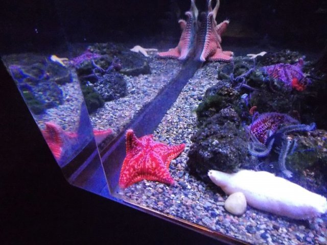 Wycieczka do Oceanarium