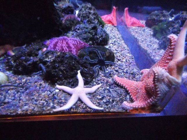 Wycieczka do Oceanarium