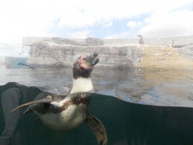 Wycieczka do Oceanarium