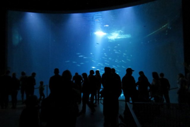Wycieczka do Oceanarium