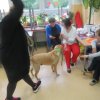Dogoterapia